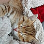 Tixie a rejoint le concours — aidez-le/la à gagner de superbes lots ! animal, blanket, cat, close_up, comfort, cozy, domestic_cat, ears, fur, furry, kitten, nap, pet, pink_nose, resting, sleeping, soft, tabby, warm, whiskers