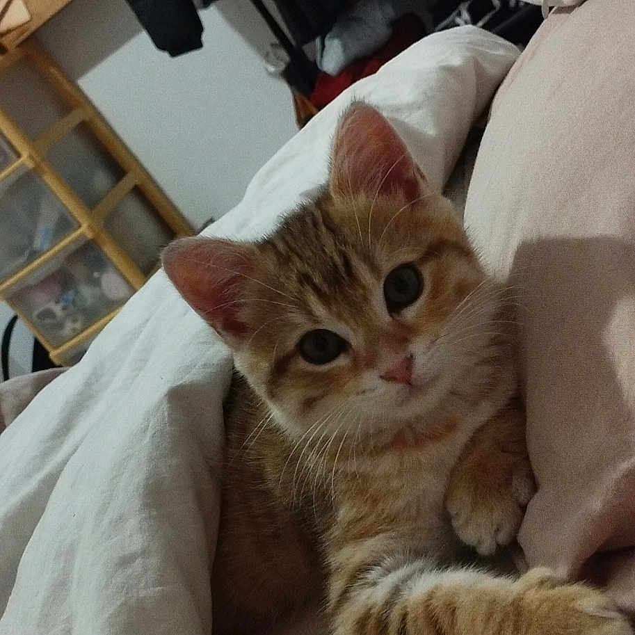 Tixie a rejoint le concours — aidez-le/la à gagner de superbes lots ! animal, bed, blanket, cat, clothes, cozy, curious, cute, domestic, ears, face, furniture, indoor, kitten, paw, pet, resting, sleepy, tabby, whiskers