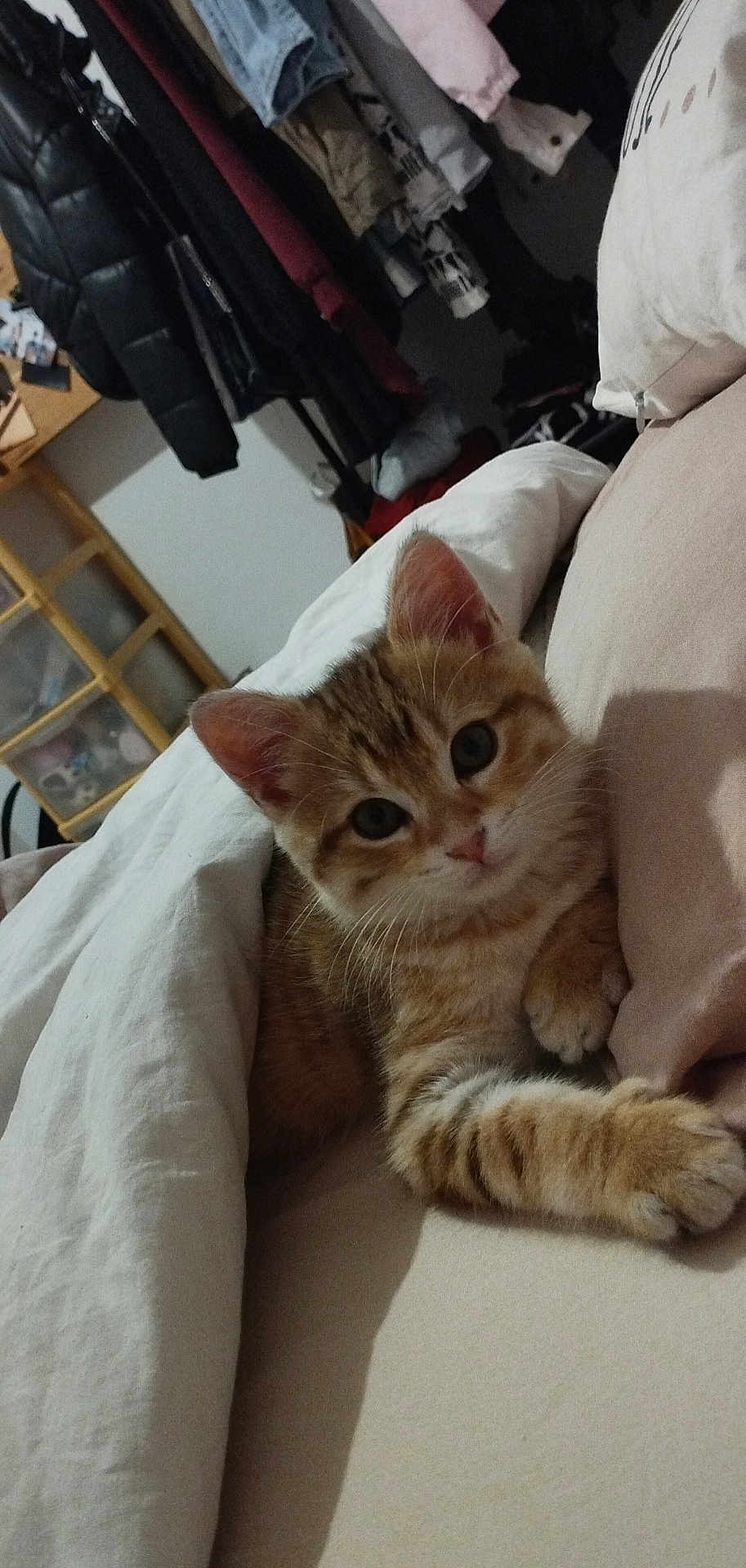 Tixie a rejoint le concours — aidez-le/la à gagner de superbes lots ! kitten, cat, bed, blanket, indoor, furniture, clothes, curious, tabby, pet, cute, cozy, resting, domestic, animal, paw, face, whiskers, ears, sleepy