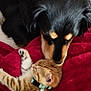 Tixie participe au concours pour gagner de l'argent avec cette photo : dog, kitten, cat, black_dog, orange_tabby, pet, animal, indoor, blanket, red_blanket, fur, collar, leash, resting, sniffing, cute, small_animal, friendship, cozy, relaxed