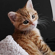 Tixie a rejoint le concours — aidez-le/la à gagner de superbes lots ! animal, blanket, cat, close_up, cozy, curious, cute, ears, eyes, feline, fur, indoor, kitten, orange_tabby, pet, resting, snuggled, soft_texture, whiskers, young