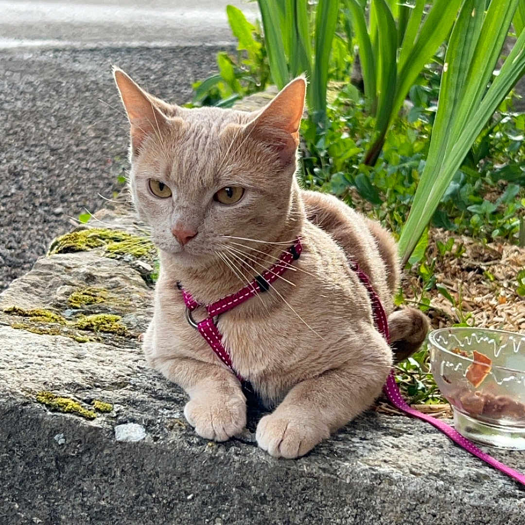 Shippy participe au concours pour gagner de l'argent avec cette photo : accessories, animal, car, cat, city, grass, herbal, herbs, jar, leash, pet, plant, planter, pottedplant, pottery, rock, strap, transportation, vase, vehicle