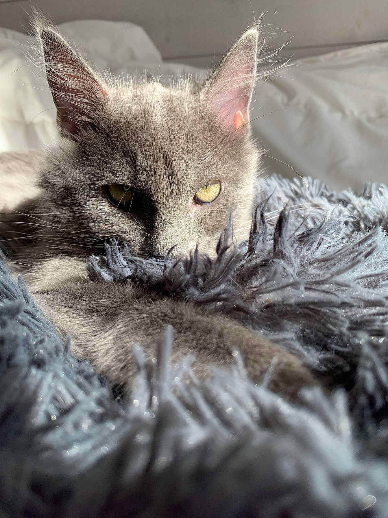 Anoï participe au concours pour gagner de l'argent avec cette photo : carnivore, cat, claw, close_up, domestic_short_haired_cat, eye, felidae, fur, grey, paw, small_to_medium_sized_cats, snout, tail, terrestrial_animal, whiskers, wildlife