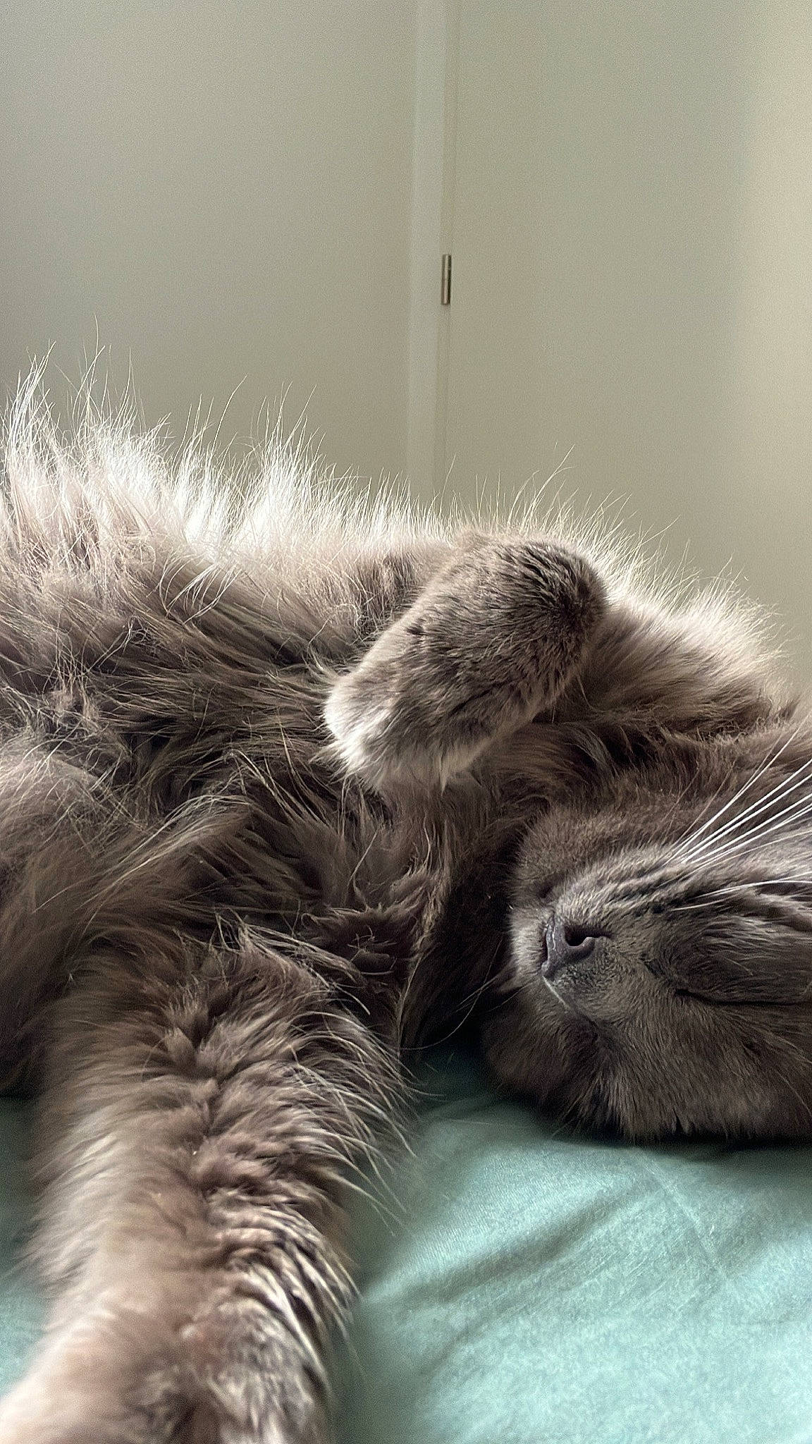 Anoï participe au concours pour gagner de l'argent avec cette photo : carnivore, cat, cat_bed, claw, comfort, felidae, fur, grey, liver, monochrome, monochrome_photography, nap, natural_material, paw, small_to_medium_sized_cats, snout, tail, whiskers