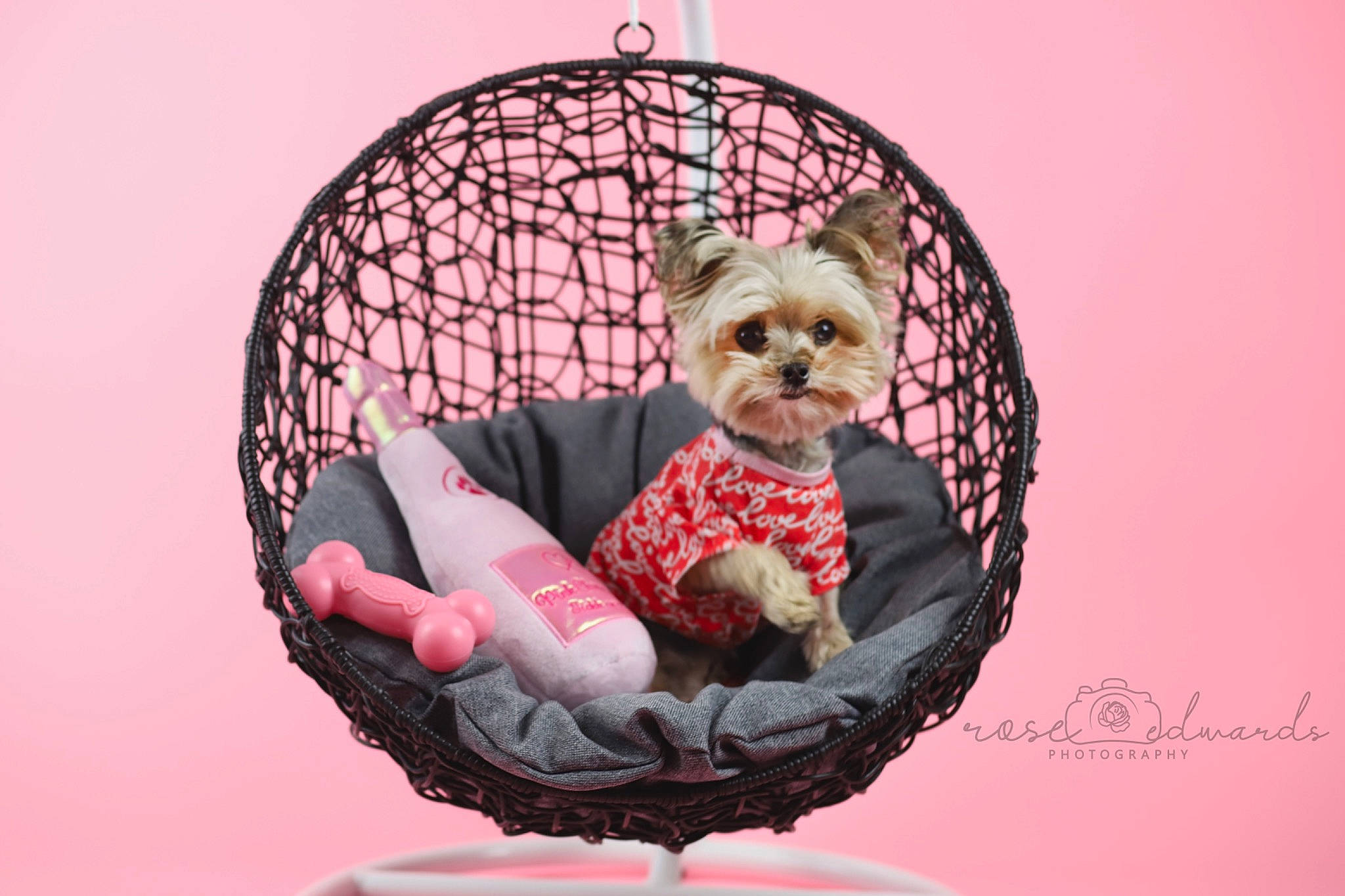 Esme joined the competition — help win amazing prizes! baby_carriage, baby_products, carnivore, circle, companion_dog, dog, dog_breed, dog_clothes, dog_supply, fawn, font, happy, pattern, pet_supply, pink, snout, sporting_group, tartan, toy, toy_dog