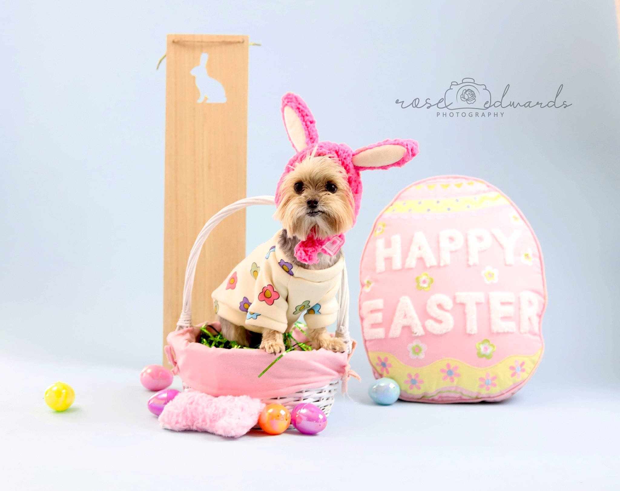 Esme is registered to the contest to win money with this photo: animal_figure, bag, carnivore, companion_dog, dog, dog_breed, dog_supply, easter, event, fashion_accessory, fawn, font, magenta, pet_supply, pink, product, stuffed_toy, tableware, toy, working_animal