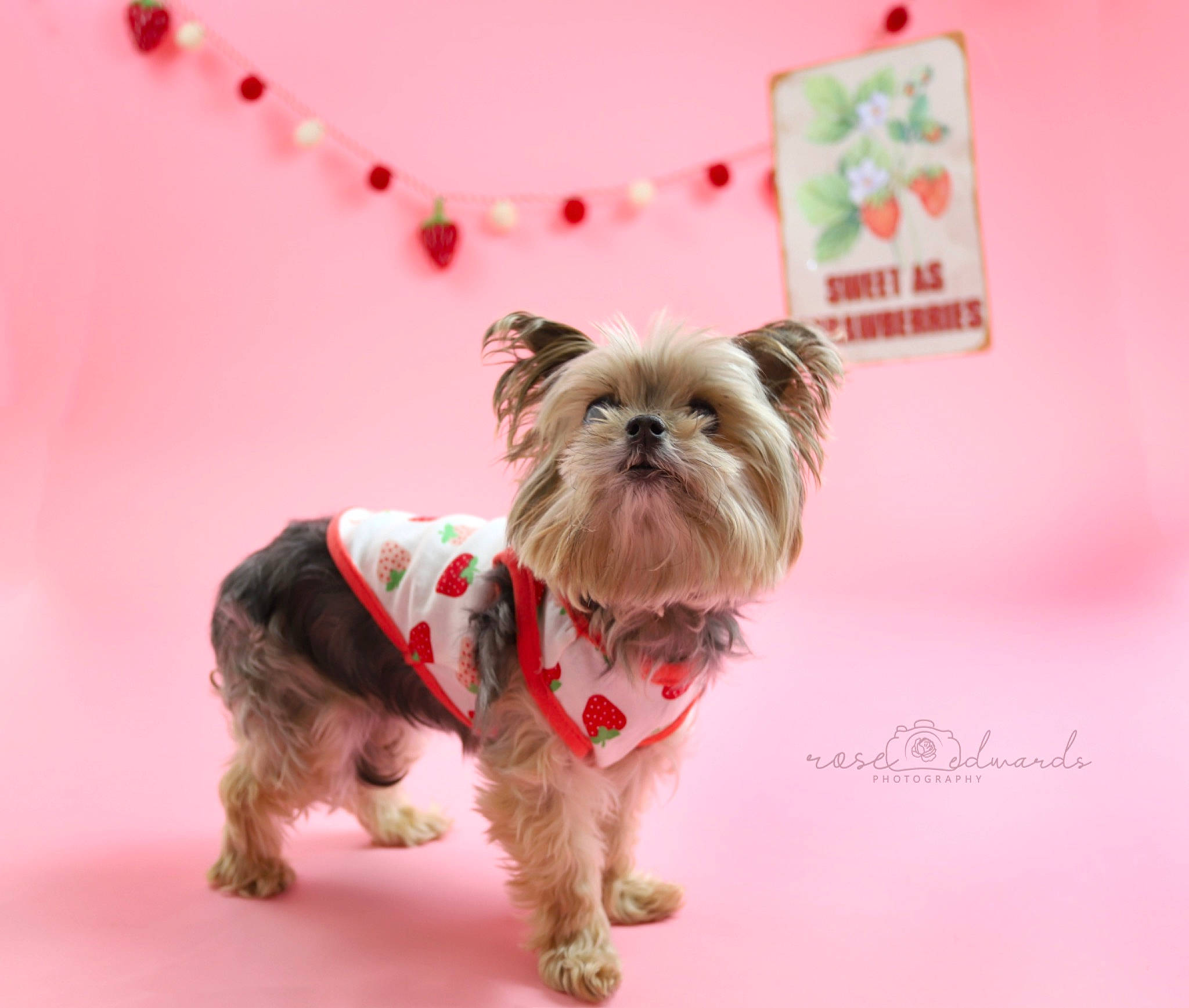 Esme joined the competition — help win amazing prizes! carnivore, collar, companion_dog, dog, dog_breed, dog_clothes, dog_collar, dog_supply, fashion_accessory, fawn, fur, liver, pet_supply, pink, small_terrier, snout, sporting_group, toy_dog, working_animal, yorkshire_terrier