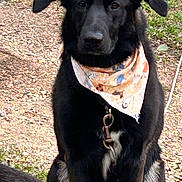 Xena is registered to the contest to win money with this photo: dog, black_dog, bandana, sitting, outdoor, grass, gravel, pet, animal, leash, collar, ears, fur, tail, nature, daylight, canine, portrait, waiting, cute