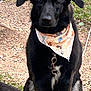 dog, black_dog, bandana, sitting, outdoor, grass, gravel, pet, animal, leash, collar, ears, fur, tail, nature, daylight, canine, portrait, waiting, cute