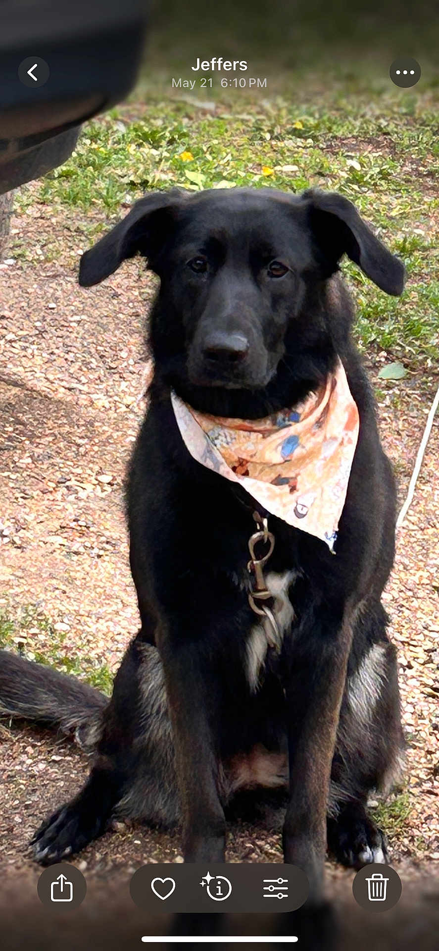 Xena is registered to the contest to win money with this photo: dog, black_dog, bandana, sitting, outdoor, grass, gravel, pet, animal, leash, collar, ears, fur, tail, nature, daylight, canine, portrait, waiting, cute
