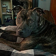 Lucy is registered to the contest to win money with this photo: dog, brindle, pet, indoor, blanket, bed, resting, looking, brown, cozy, furniture, drawer, shelf, soft_light, animal, canine, domestic, portrait, relaxed, home