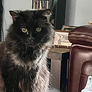 Lola joined the competition — help win amazing prizes! cat, black_cat, fluffy, green_eyes, indoor, furniture, bookshelf, leather_chair, table, glass_object, portrait, pet, animal, domestic, fur, whiskers, curious, closeup, home, cozy