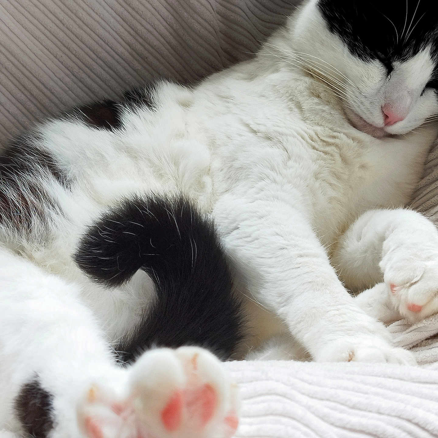 Nemo participe au concours pour gagner de l'argent avec cette photo : abyssinian, animal, armchair, bed, blanket, bodypart, cat, chair, couch, electronics, furniture, hardware, kitten, manx, mouth, person, pet, siamese, sleeping, white