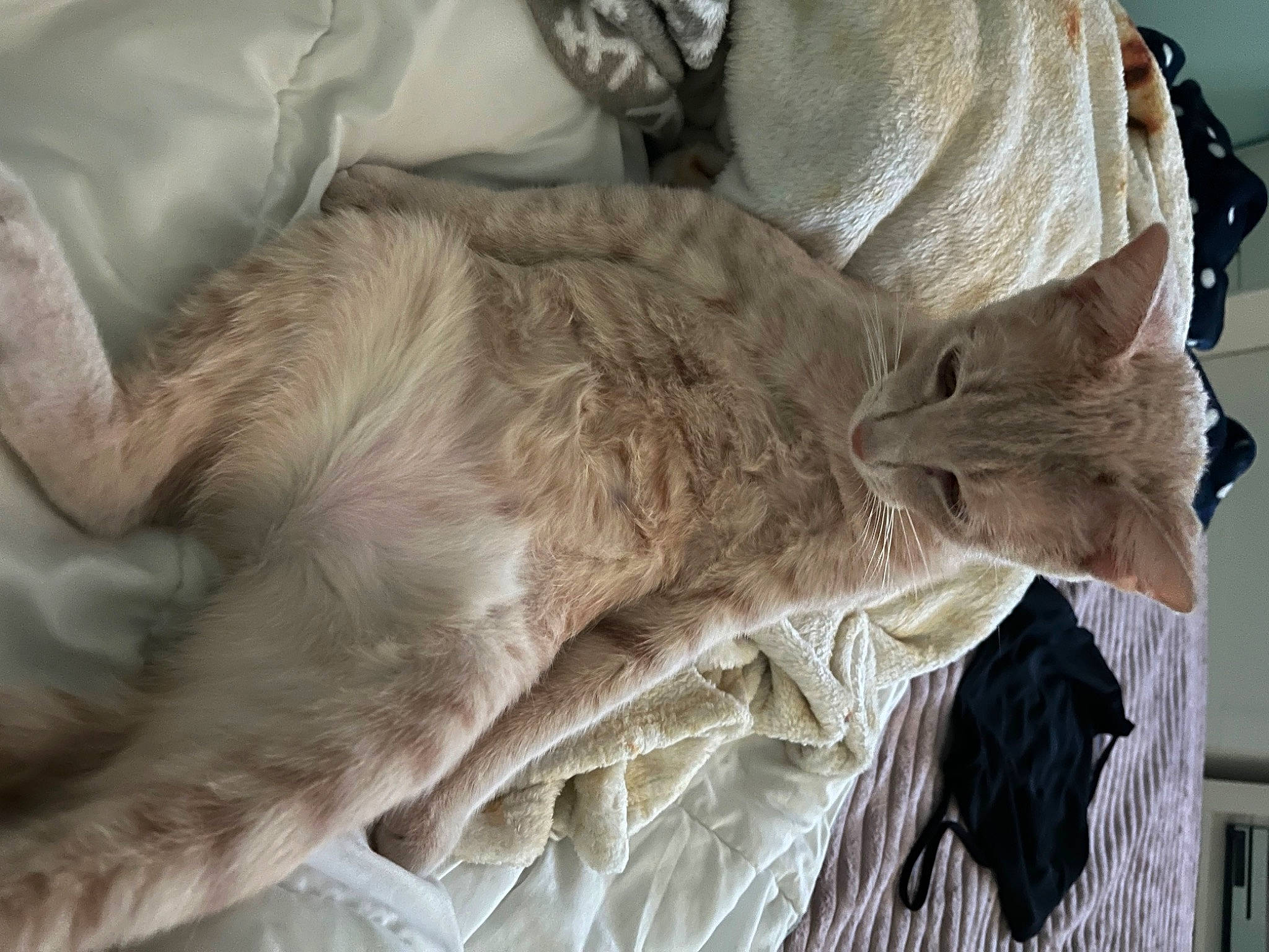 Ell joined the competition — help win amazing prizes! bed, carnivore, cat, comfort, companion_dog, dog_breed, domestic_short_haired_cat, dress, duvet, felidae, fur, grey, linens, liver, nap, sleeve, small_to_medium_sized_cats, sporting_group, tail, whiskers