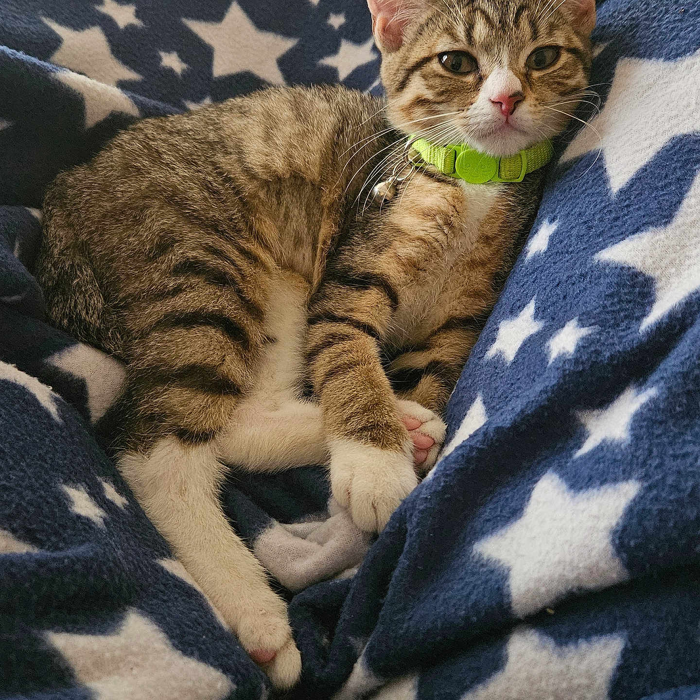 Piper is registered to the contest to win money with this photo: animal, blanket, blue_blanket, cat, collar, cute, fur, green_collar, indoor, kitten, paws, pet, relaxed, resting, soft_texture, star_pattern, tabby, whiskers, white_stars, young_cat