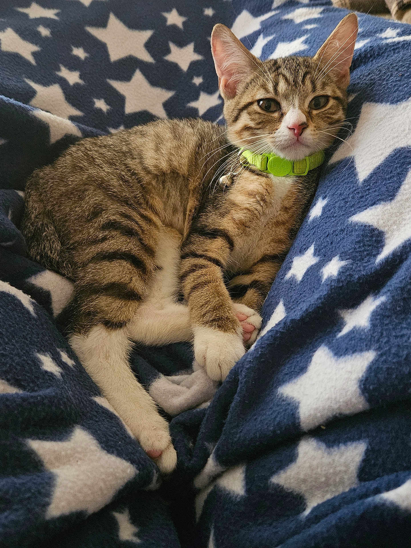 Piper is registered to the contest to win money with this photo: kitten, cat, tabby, pet, collar, green_collar, blanket, star_pattern, blue_blanket, white_stars, animal, cute, fur, whiskers, paws, resting, indoor, soft_texture, relaxed, young_cat