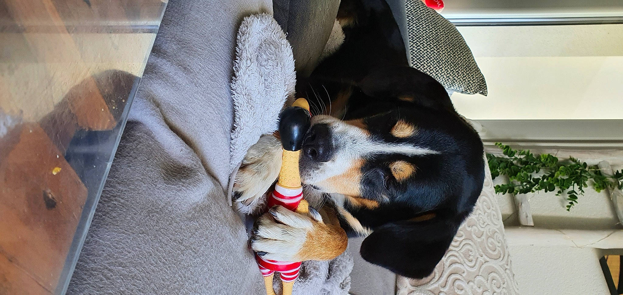 Sunny participe au concours pour gagner de l'argent avec cette photo : carnivore, collar, comfort, companion_dog, dog, dog_breed, ear, fawn, flowerpot, fur, houseplant, nail, paw, plant, scent_hound, snout, sporting_group, toy_dog, whiskers, working_animal