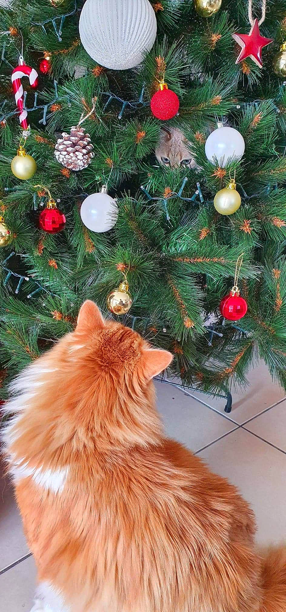 Muxu participe au concours pour gagner de l'argent avec cette photo : black, branch, carnivore, cat, christmas_decoration, christmas_ornament, christmas_tree, evergreen, fawn, felidae, holiday_ornament, light, ornament, photograph, plant, red, tints_and_shades, tree, white, woody_plant