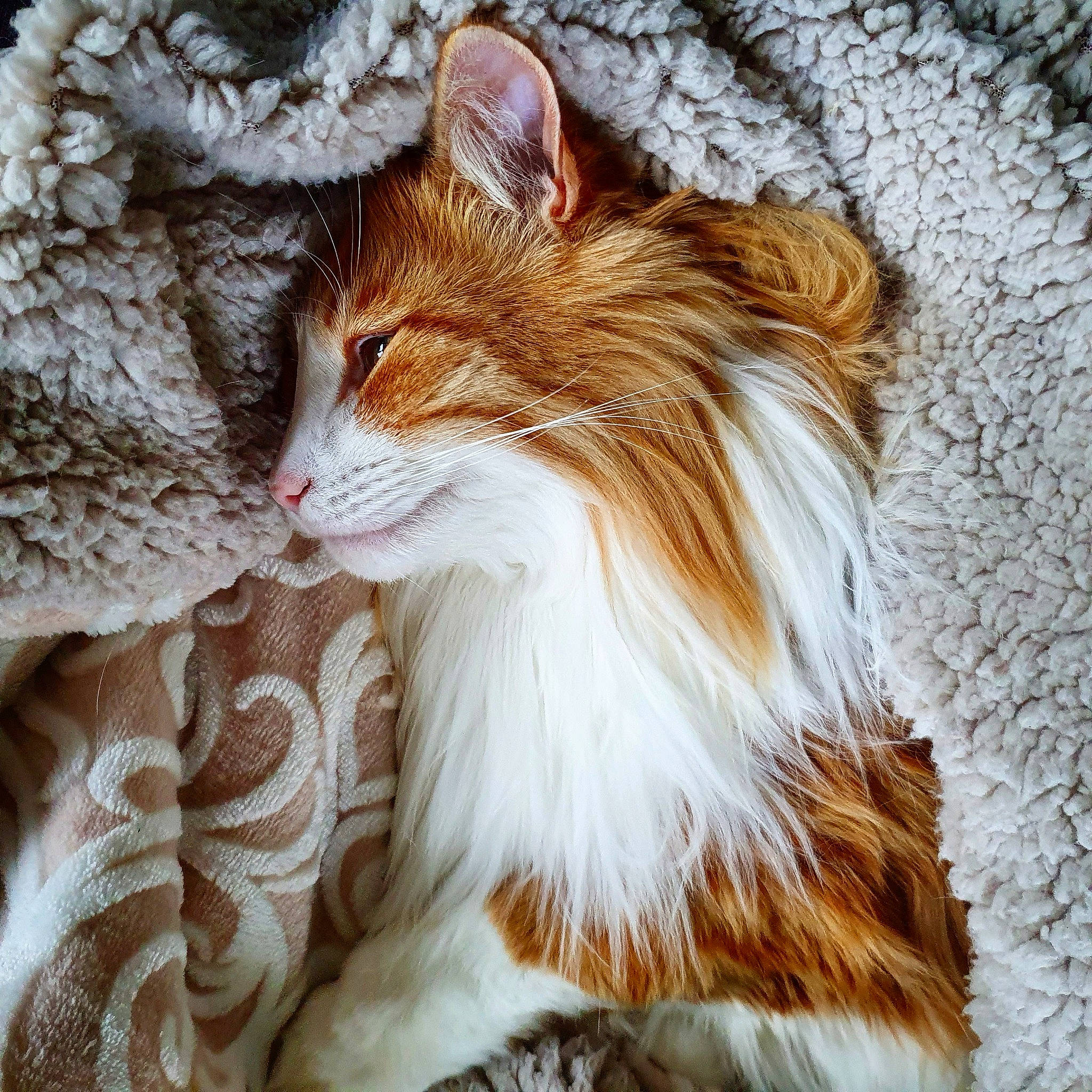 Muxu a rejoint le concours — aidez-le/la à gagner de superbes lots ! carnivore, cat, comfort, domestic_short_haired_cat, fawn, felidae, fur, liver, peach, small_to_medium_sized_cats, snout, tail, terrestrial_animal, tree, whiskers