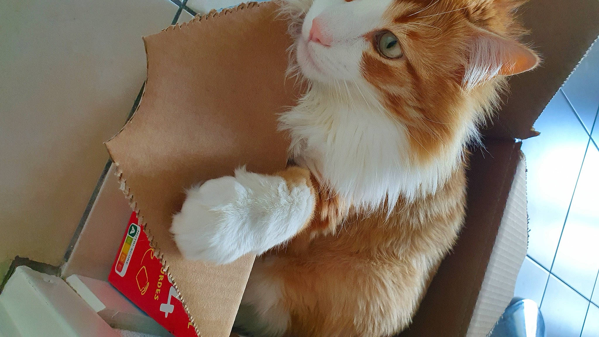 Muxu a rejoint le concours — aidez-le/la à gagner de superbes lots ! box, cardboard, carnivore, carton, cat, comfort, domestic_short_haired_cat, fawn, felidae, fur, packaging_and_labeling, paper_product, paw, pencil, small_to_medium_sized_cats, street_light, tail, whiskers, window, wood