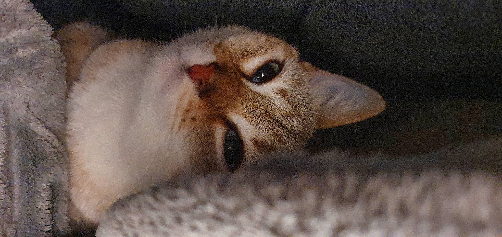 Bali participe au concours pour gagner de l'argent avec cette photo : carnivore, cat, claw, close_up, domestic_short_haired_cat, eyelash, fawn, felidae, fur, iris, paw, primate, siamese, small_to_medium_sized_cats, snout, tail, terrestrial_animal, whiskers, wildlife