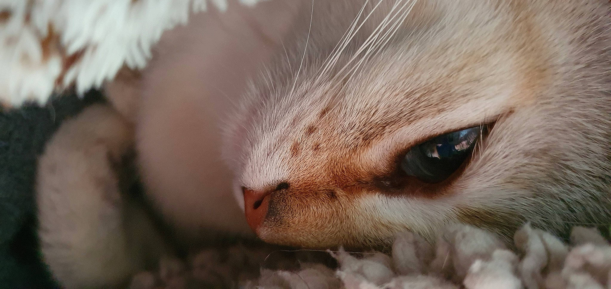 Bali a rejoint le concours — aidez-le/la à gagner de superbes lots ! carnivore, cat, close_up, comfort, domestic_short_haired_cat, ear, eye, eyelash, fawn, felidae, fur, head, human_body, iris, nose, paw, small_to_medium_sized_cats, snout, whiskers, wildlife