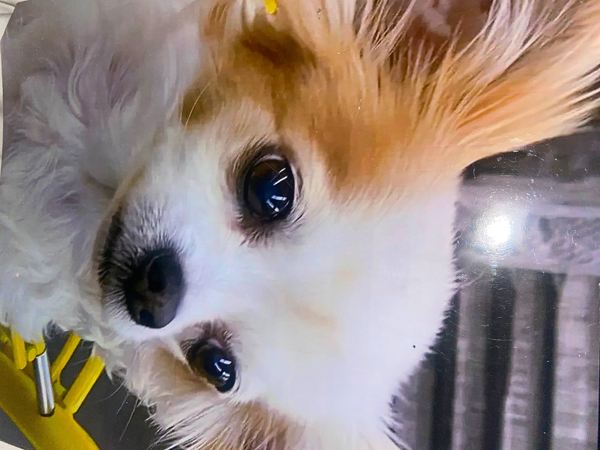 Trixy is registered to the contest to win money with this photo: bangs, canidae, carnivore, close_up, companion_dog, dog, dog_breed, eyelash, fawn, fur, german_spitz, german_spitz_klein, natural_material, snout, spitz, sporting_group, toy, toy_dog, volpino_italiano, whiskers