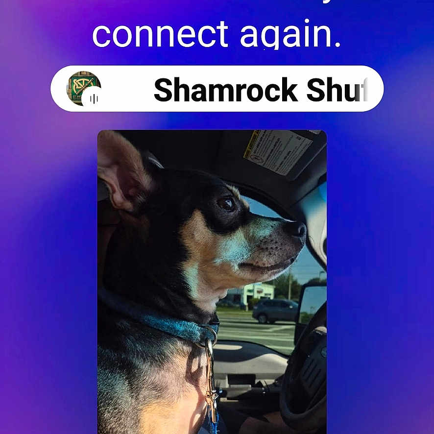 Fish is registered to the contest to win money with this photo: dog, pet, car, leash, collar, window, seat, interior, animal, side_profile, small_dog, blue, attention, daylight, vehicle, road, restraint, domestic_animal, companion, portrait