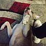 Storm joined the competition — help win amazing prizes! dog, carpet, paw, playing, white_shoe, footwear, indoor, pet, animal, fur, snout, ear, nose, claw, resting, domestic, canine, patterned_carpet, casual, relaxed