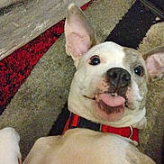 Storm is registered to the contest to win money with this photo: dog, pet, tongue_out, red_collar, playful, carpet, indoor, close_up, white_fur, brown_spots, ears_up, funny_face, cute, animal, domestic_animal, canine, nose, eyes, expression, lying_down