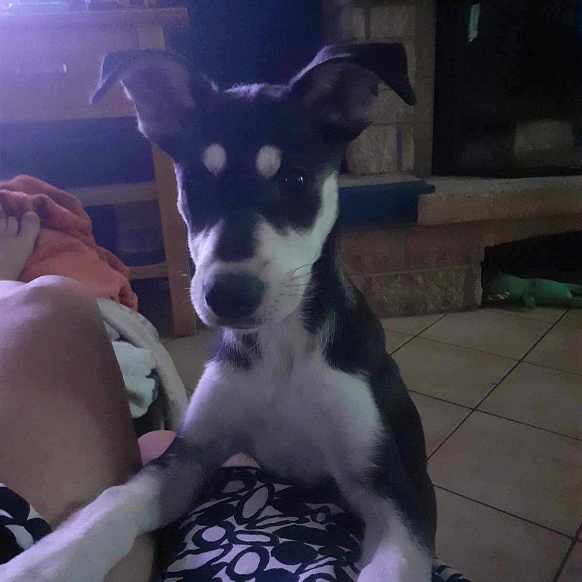 Nala