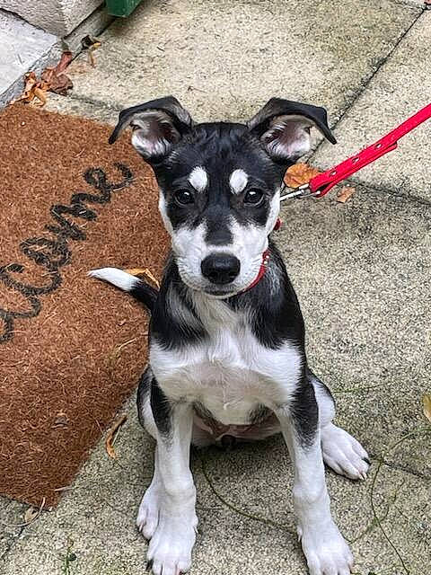 Nala participe au concours pour gagner de l'argent avec cette photo : art, canidae, carnivore, collar, companion_dog, dog, dog_breed, dog_collar, dog_supply, fawn, fur, handwriting, leash, plant, road_surface, snout, sporting_group, terrier, toy_dog, working_animal