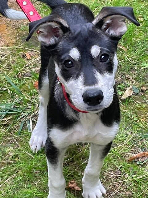 Nala a rejoint le concours — aidez-le/la à gagner de superbes lots ! ancient_dog_breeds, canidae, carnivore, collar, companion_dog, dog, dog_breed, dog_collar, fashion_accessory, grass, herding_dog, plant, puppy, snout, sporting_group, whiskers, working_animal, working_dog