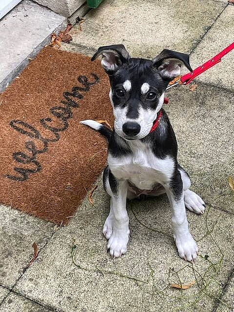 Nala a rejoint le concours — aidez-le/la à gagner de superbes lots ! art, asphalt, carnivore, collar, companion_dog, dog, dog_breed, dog_collar, dog_supply, fashion_accessory, handwriting, leash, paw, road_surface, sidewalk, snout, soil, sporting_group, tail, working_animal