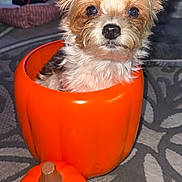 Sushi joined the competition — help win amazing prizes! dog, puppy, orange, pumpkin, container, lid, carpet, indoor, cute, pet, animal, fur, ears, eyes, snug, festive, halloween, decor, pattern, background