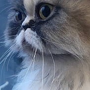 Maya a rejoint le concours — aidez-le/la à gagner de superbes lots ! cat, close_up, fluffy, whiskers, side_profile, feline, pet, animal, soft_fur, portrait, indoors, curious, cute, domestic_cat, mammal, face, eye, nose, fur, focus
