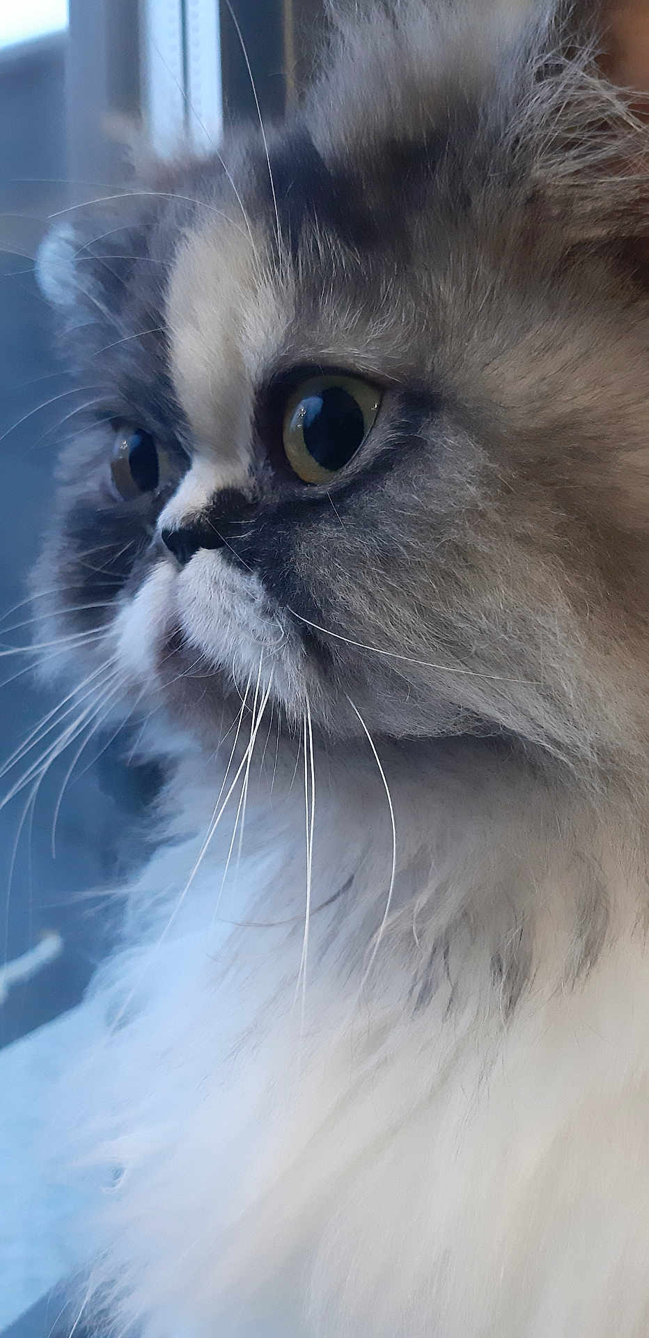 Maya