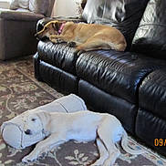 Abby is registered to the contest to win money with this photo: animal, brown_dog, carpet, collar, couch, dog, floor, home, interior, leather_sofa, light_dog, living_room, nap, pet, pillow, puppy, rug, sleeping, sleepy, sofa
