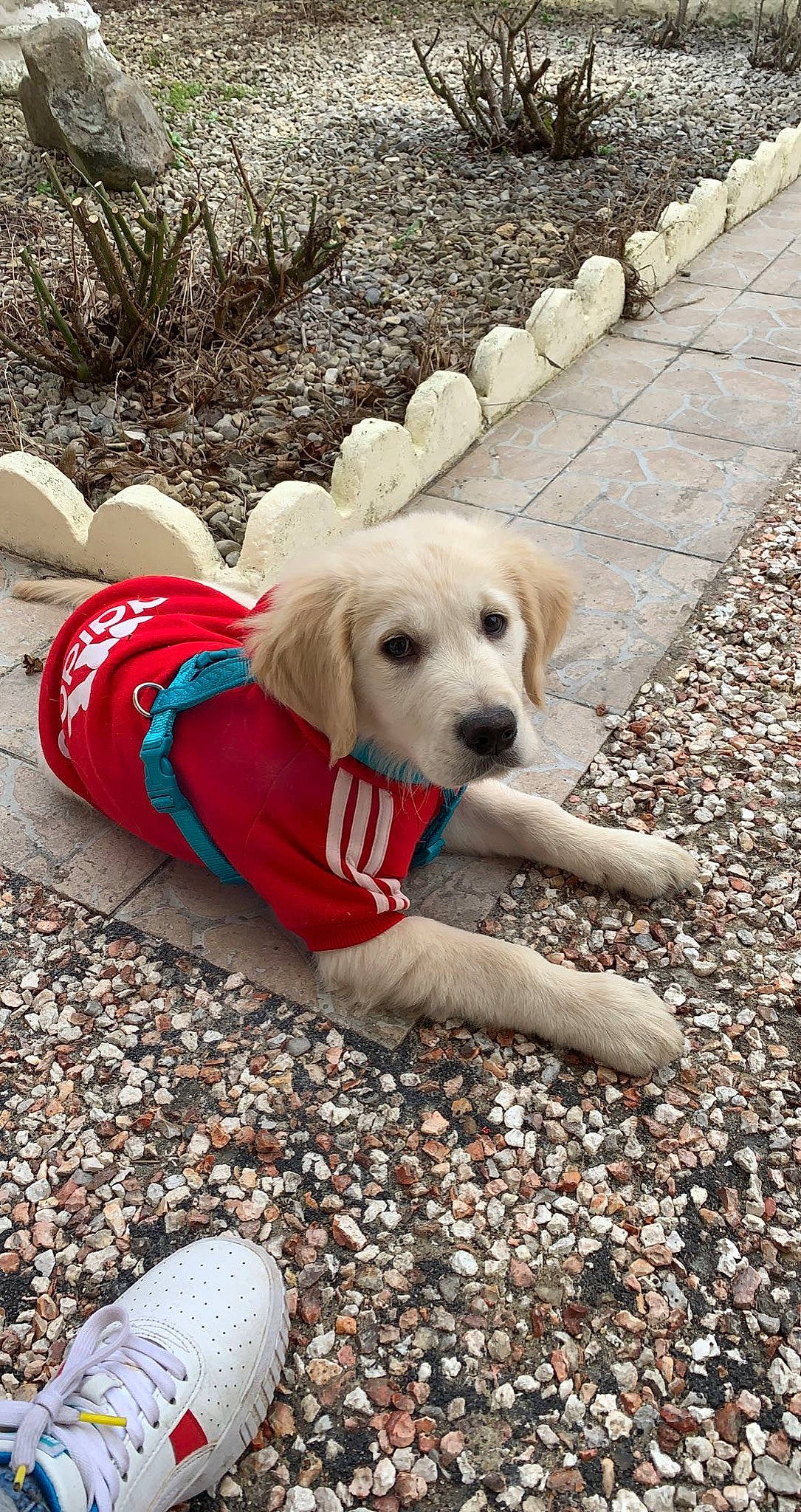 Scooby a rejoint le concours — aidez-le/la à gagner de superbes lots ! adventure, canidae, carnivore, cobblestone, companion_dog, dog, dog_breed, dog_supply, fawn, grass, leisure, plant, recreation, road_surface, rock, sidewalk, soil, sporting_group, tree, working_animal