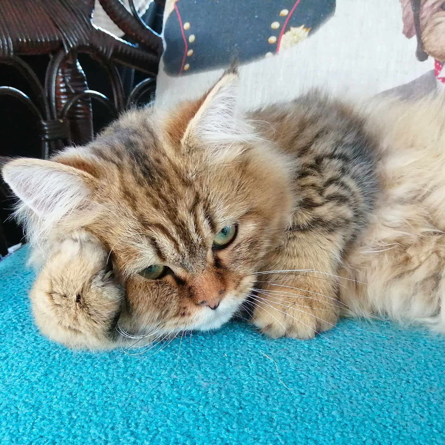 Trésor a rejoint le concours — aidez-le/la à gagner de superbes lots ! abyssinian, angora, animal, canine, cat, chair, couch, cushion, diningtable, dog, furniture, homedecor, indoors, kitten, manx, person, pet, siamese, sleeping, table