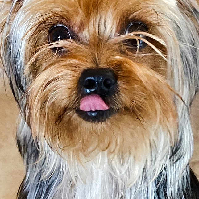 Cutie Mae is registered to the contest to win money with this photo: affenpinscher, animal, ball, bodypart, canine, cockerspaniel, dog, face, football, head, mouth, person, pet, photography, portrait, puppy, teeth, terrier, tongue, whitedog
