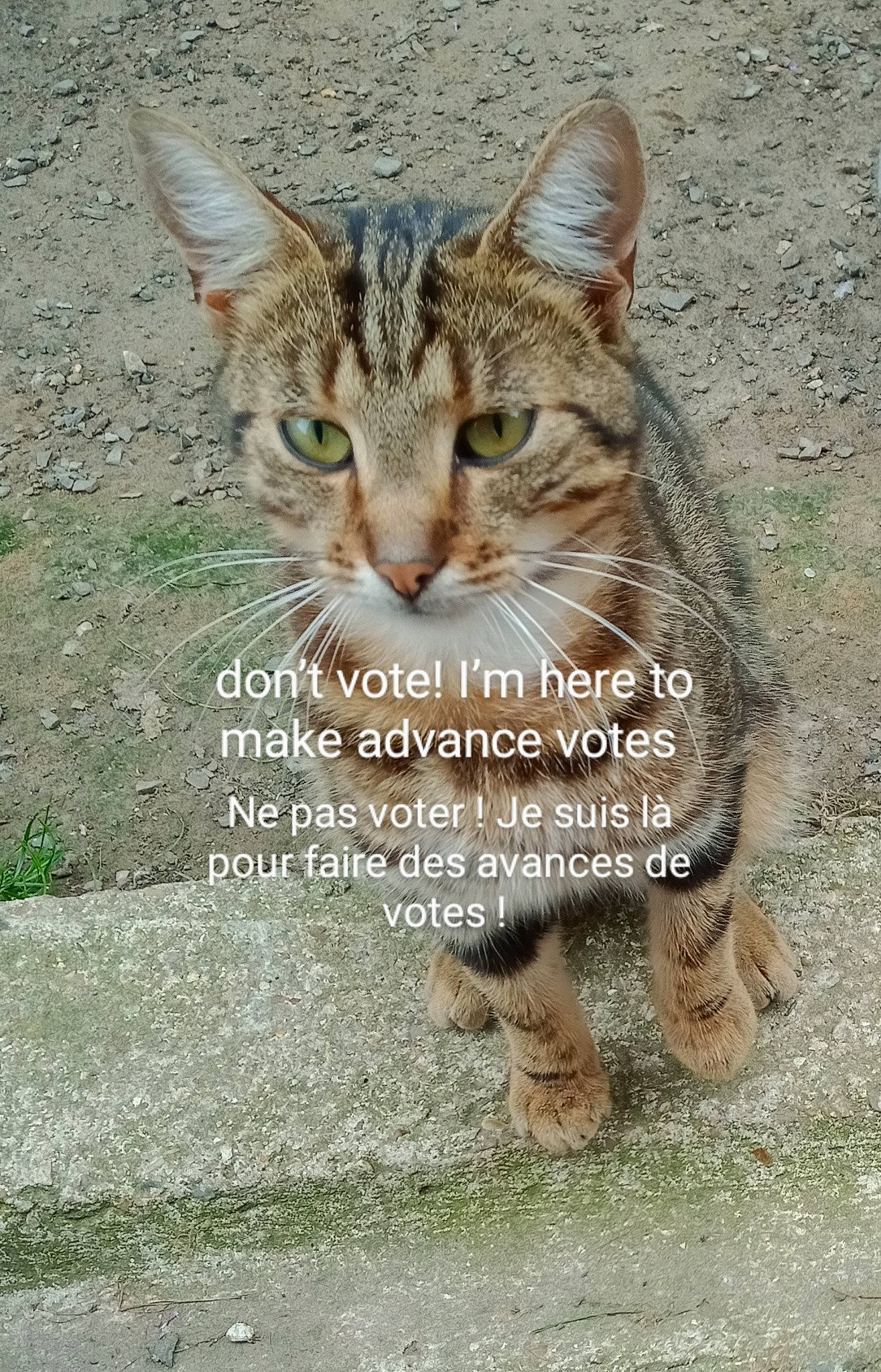 Guembol participe au concours pour gagner de l'argent avec cette photo : art, carnivore, cat, domestic_short_haired_cat, fawn, felidae, font, fur, gesture, grass, organism, paw, photo_caption, road_surface, small_to_medium_sized_cats, snout, tail, terrestrial_animal, whiskers, wildlife