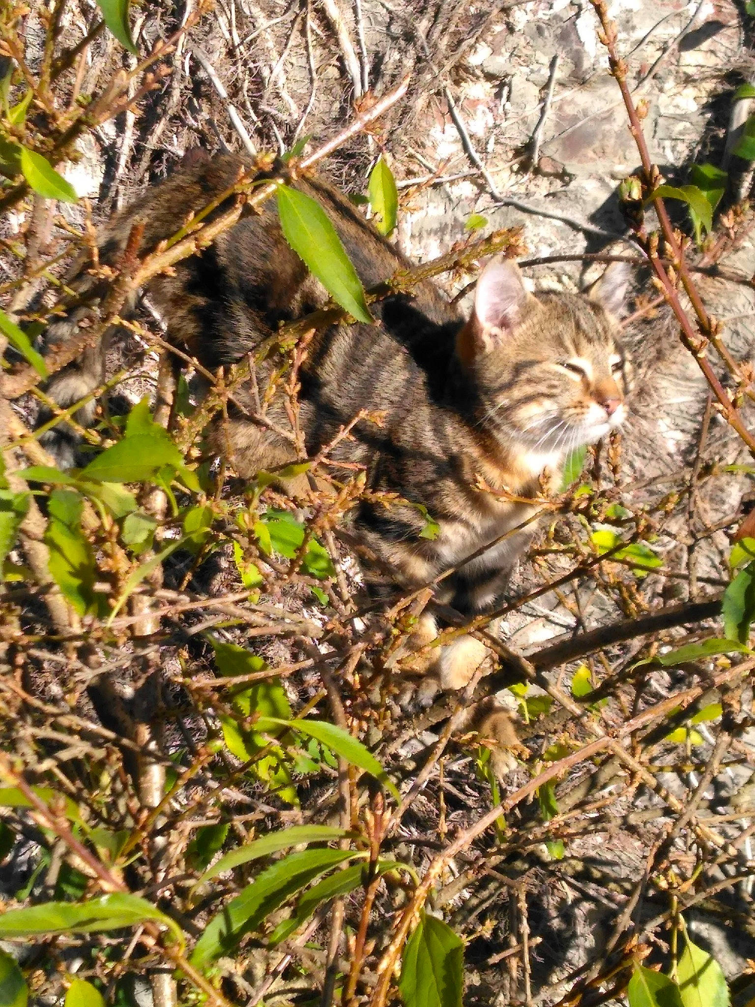 Guembol participe au concours pour gagner de l'argent avec cette photo : carnivore, cat, domestic_short_haired_cat, fawn, felidae, fur, grass, groundcover, jungle, plant, small_to_medium_sized_cats, snout, soil, tail, terrestrial_animal, terrestrial_plant, trunk, twig, whiskers, wood
