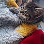 Rosie And Raider is registered to the contest to win money with this photo: kitten, cat, feline, pet, animal, fur, whiskers, closeup, cozy, blanket, yellow, white, red, soft, cute, relaxing, sleepy, indoor, young, small