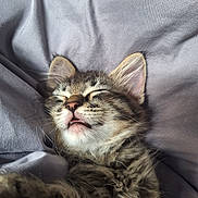 Rosie And Raider joined the competition — help win amazing prizes! kitten, cat, sleeping, tabby, fur, whiskers, pet, cute, indoors, cozy, closeup, face, paw, relaxed, animal, mammal, soft, adorable, nap, rest