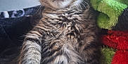 Rosie And Raider is registered to the contest to win money with this photo: cat, kitten, tabby, feline, pet, animal, fluffy, whiskers, ears, paw, fur, indoor, blanket, colorful, cozy, cute, relaxed, portrait, young, closeup
