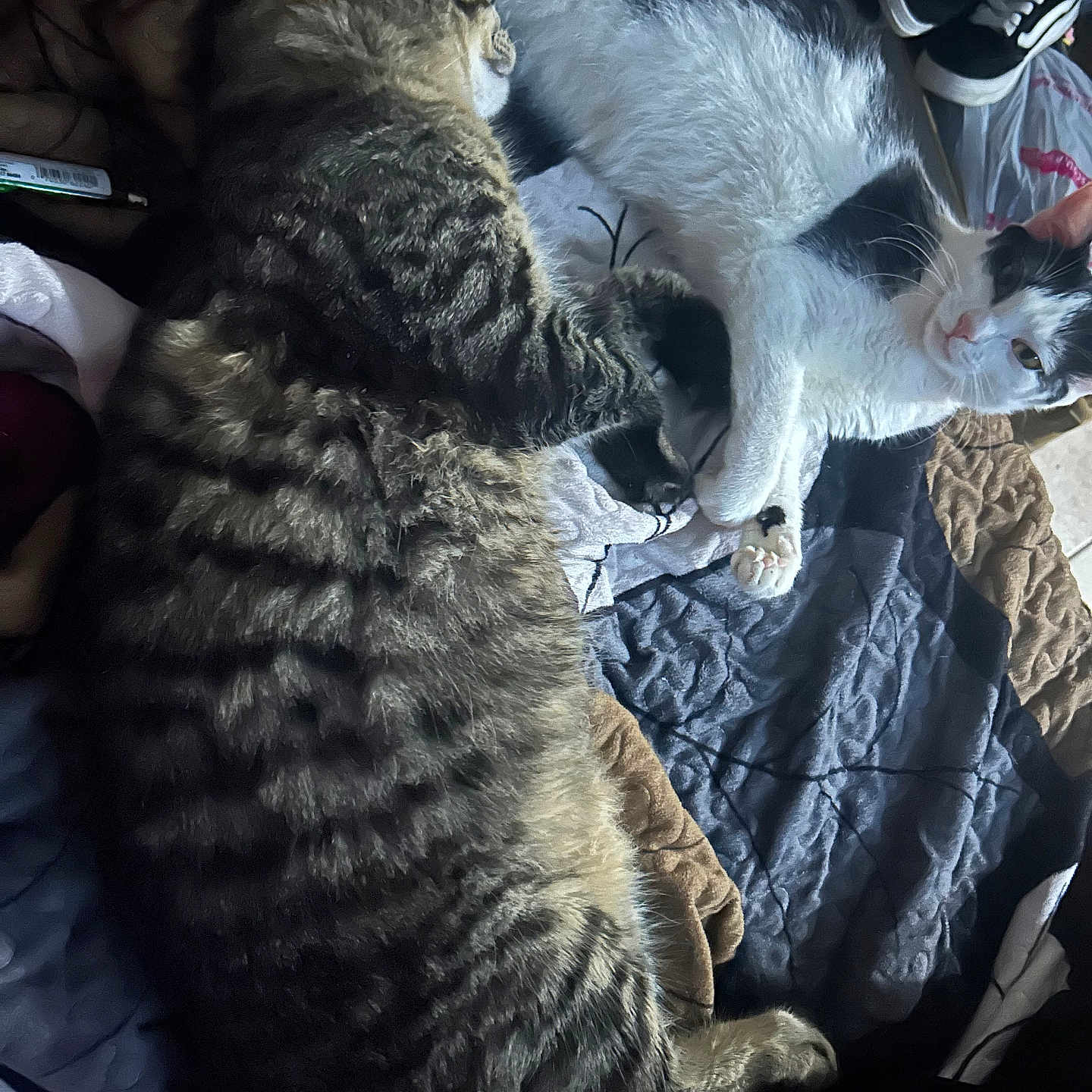 Rosie And Raider joined the competition — help win amazing prizes! animal, bed, black_and_white_cat, blanket, cat, companionship, cozy, cute, domestic_animal, feline, friendship, fur, indoor, paws, pet, relaxing, resting, sleeping, snuggling, tabby_cat