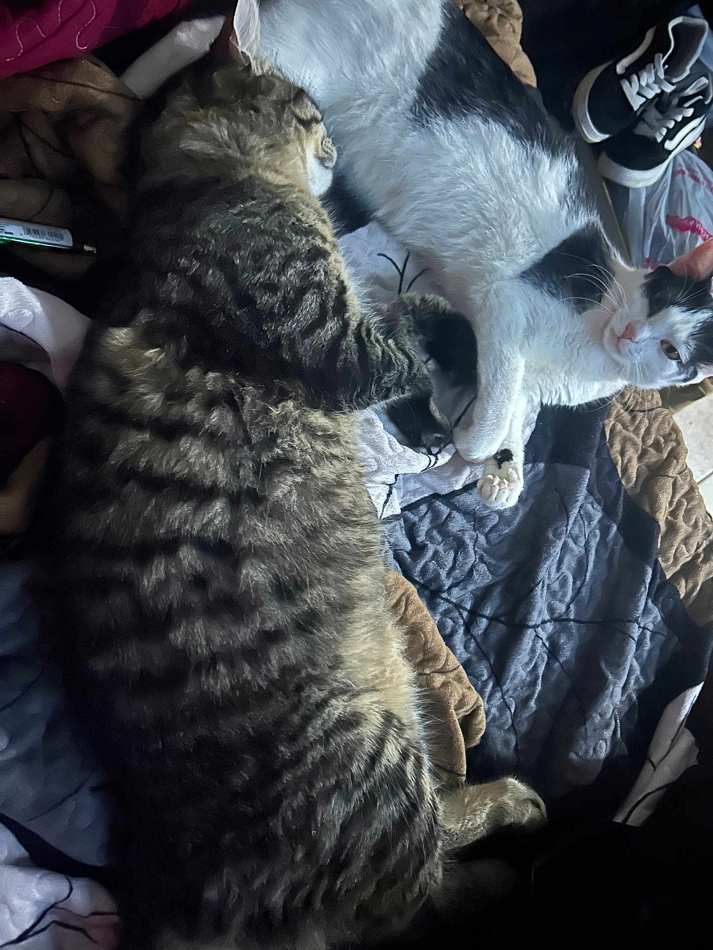 Rosie And Raider joined the competition — help win amazing prizes! cat, tabby_cat, black_and_white_cat, bed, blanket, snuggling, paws, feline, sleeping, resting, domestic_animal, pet, fur, cozy, animal, indoor, cute, companionship, relaxing, friendship