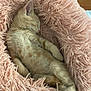 adorable, animal, cat, comfort, cozy, cute, fluffy, fur, home, indoor, kitten, nap, orange_tabby, paw, pet_bed, relaxing, resting, sleeping, soft, whiskers