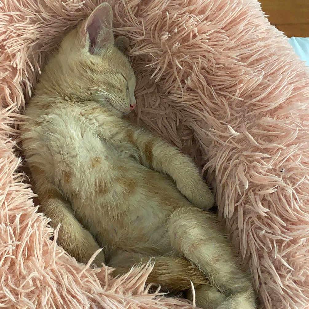 Leo is registered to the contest to win money with this photo: adorable, animal, cat, comfort, cozy, cute, fluffy, fur, home, indoor, kitten, nap, orange_tabby, paw, pet_bed, relaxing, resting, sleeping, soft, whiskers